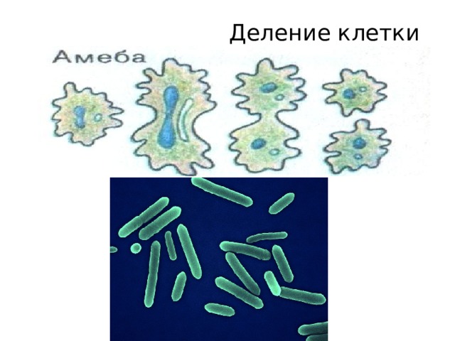 Деление клетки 