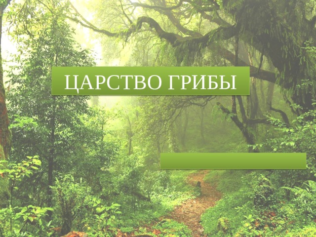 ЦАРСТВО ГРИБЫ 