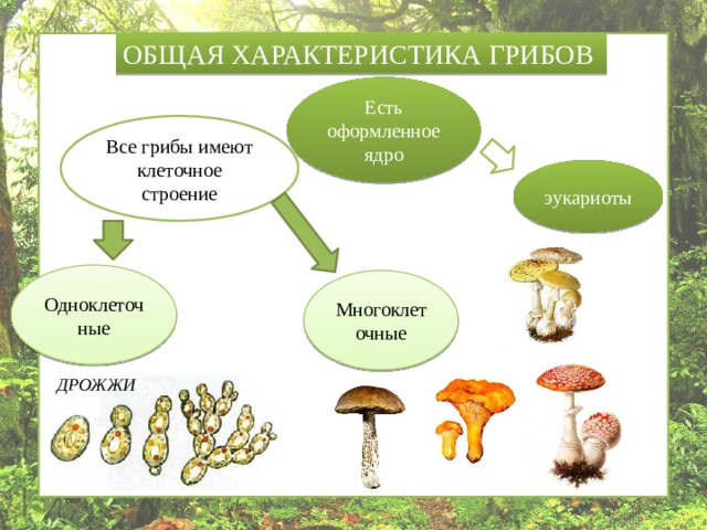 ОБЩАЯ ХАРАКТЕРИСТИКА ГРИБОВ Есть оформленное ядро Все грибы имеют клеточное строение эукариоты Одноклеточные Многоклеточные ДРОЖЖИ 