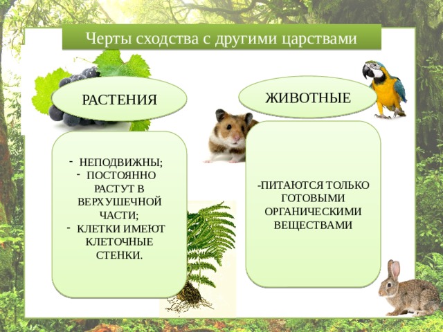 Черты сходства с другими царствами ЖИВОТНЫЕ РАСТЕНИЯ -ПИТАЮТСЯ ТОЛЬКО ГОТОВЫМИ ОРГАНИЧЕСКИМИ ВЕЩЕСТВАМИ НЕПОДВИЖНЫ; ПОСТОЯННО РАСТУТ В ВЕРХУШЕЧНОЙ ЧАСТИ; КЛЕТКИ ИМЕЮТ КЛЕТОЧНЫЕ СТЕНКИ. 