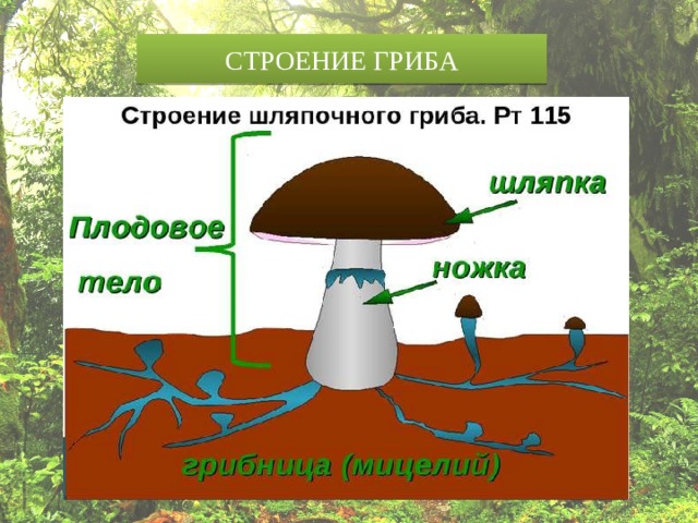 СТРОЕНИЕ ГРИБА 