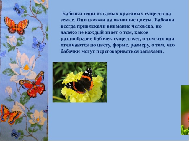  Бабочки-одни из самых красивых существ на земле. Они похожи на ожившие цветы. Бабочки всегда привлекали внимание человека, но далеко не каждый знает о том, какое разнообразие бабочек существует, о том что они отличаются по цвету, форме, размеру, о том, что бабочки могут переговариваться запахами. 