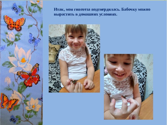 Итак, моя гипотеза подтвердилась. Бабочку можно вырастить в домашних условиях.  