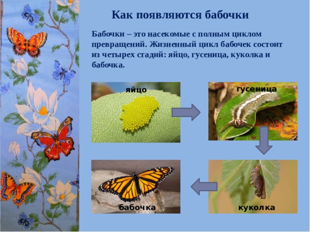 Как появляются бабочки Бабочки – это насекомые с полным циклом превращений. Жизненный цикл бабочек состоит из четырех стадий: яйцо, гусеница, куколка и бабочка.  гусеница яйцо куколка бабочка 