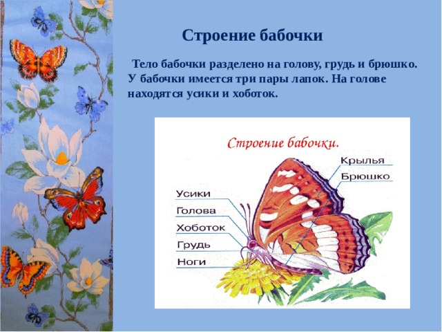 Строение бабочки   Тело бабочки разделено на голову, грудь и брюшко. У бабочки имеется три пары лапок. На голове находятся усики и хоботок. 
