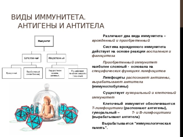 Виды иммунитета. Антигены и антитела  Различают два вида иммунитета – врожденный и приобретенный  Система врожденного иммунитета действует на основе реакции воспаления и фагоцитоза  Приобретенный иммунитет наиболее сложный - основана на специфических функциях лимфоцитов  Лимфоциты распознают антигены, вырабатывают антитела (иммуноглобулины)  Существует гуморальный и клеточный иммунитет  Клеточный иммунитет обеспечивается Т-лимфоцитами (распознают антигены), гуморальный – Т- и В-лимфоцитами (вырабатывают антитела)  Вырабатывается “иммунологическая память”. 