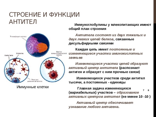 Строение и функции антител  Иммуноглобулины у млекопитающих имеют общий план строения  Антитела состоят из двух тяжелых и двух легких цепей белков , связанные дисульфидными связями  Каждая цепь имеет постоянные и изменяющиеся участки аминокислотных звеньев  Изменяющиеся участки цепей образуют активный центр антитела (распознает антиген и образует с ним прочные связи)  Изменяющихся участков среди антител тысячи, а постоянных - единицы  Главная задача изменяющихся (вариабельных) участков – образование активных центров антител (не менее 10 -10 )  Активный центр обеспечивает узнавание любого антигена. Иммунные клетки 7 8 