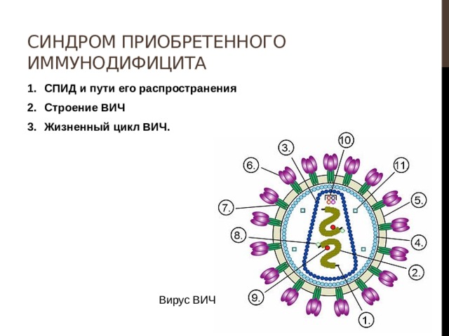 Синдром приобретенного иммунодифицита СПИД и пути его распространения Строение ВИЧ Жизненный цикл ВИЧ. Вирус ВИЧ 