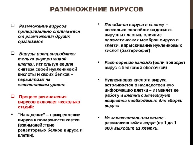 Размножение вирусов Попадания вируса в клетку – несколько способов: эндоцитоз вирусных частиц, слияние плазматических мембран вируса и клетки, впрыскивание нуклеиновых кислот (бактериофаг)  Растворение капсида (если попадает вирус с белковой оболочкой)  Нуклеиновая кислота вируса встраивается в наследственную информацию клетки – изменяет ее работу и клетка синтезирует вещества необходимые для сборки вируса  На заключительном этапе - размножившийся вирус (из 1 до 1 000) выходит из клетки .   Размножение вирусов принципиально отличается от размножения других организмов   Вирусы воспроизводятся только внутри живой клетки , используя ее для синтеза своей нуклеиновой кислоты и своих белков – паразитизм на генетическом уровне   Процесс размножения вирусов включает несколько стадий: “ Нападение” – прикрепление вируса к поверхности клетки (взаимодействие рецепторных белков вируса и клетки). 
