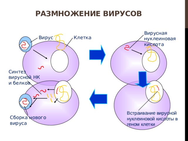 Размножение вирусов Вирусная нуклеиновая кислота Клетка Вирус Синтез вирусной НК и белков Встраивание вирусной нуклеиновой кислоты в геном клетки Сборка нового вируса 