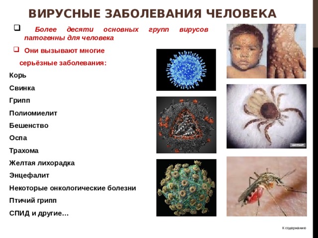 Вирусные заболевания человека  Более десяти основных групп вирусов патогенны для человека Они вызывают многие  серьёзные заболевания: Корь Свинка Грипп Полиомиелит Бешенство Оспа Трахома Желтая лихорадка Энцефалит Некоторые онкологические болезни Птичий грипп СПИД и другие…  К содержанию 
