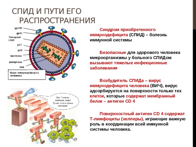 СПИД и пути его распространения  Синдром приобретенного иммунодефицита (СПИД) – болезнь иммунной системы   Безопасные для здорового человека микроорганизмы у больного СПИДом вызывают тяжелые инфекционные заболевания   Возбудитель СПИДа – вирус иммунодефицита человека (ВИЧ), вирус адсорбируется на поверхности только тех клеток , которые содержат мембранный белок – антиген CD 4   Поверхностный антиген CD 4 содержат Т-лимфоциты (хелперы), играющие важную роль в координации всей иммунной системы человека. 