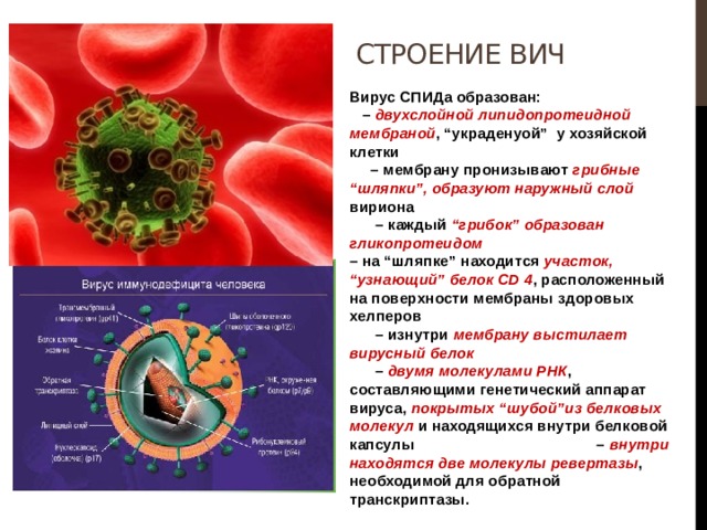 Строение ВИЧ Вирус СПИДа образован: – двухслойной  липидопротеидной мембраной , “украденyой” у хозяйской клетки – мембрану пронизывают грибные “шляпки”, образуют наружный слой вириона – каждый “грибок” образован гликопротеидом – на “шляпке” находится участок, “узнающий” белок CD 4 , расположенный на поверхности мембраны здоровых хелперов – изнутри мембрану выстилает вирусный белок – двумя молекулами РНК , составляющими генетический аппарат вируса, покрытых “шубой”из белковых молекул и находящихся внутри белковой капсулы – внутри находятся две молекулы ревертазы , необходимой для обратной транскриптазы. 