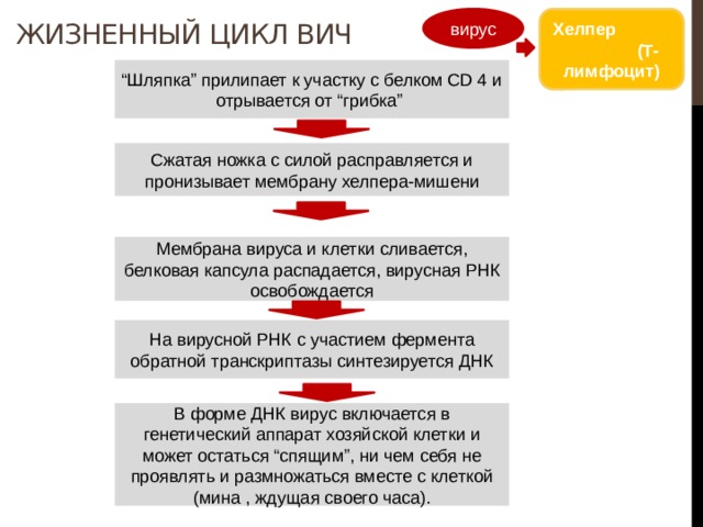 Хелпер (Т-лимфоцит) вирус Жизненный цикл ВИЧ “ Шляпка” прилипает к участку с белком CD 4 и отрывается от “грибка” Сжатая ножка с силой расправляется и пронизывает мембрану хелпера-мишени Мембрана вируса и клетки сливается, белковая капсула распадается, вирусная РНК освобождается На вирусной РНК с участием фермента обратной транскриптазы синтезируется ДНК В форме ДНК вирус включается в генетический аппарат хозяйской клетки и может остаться “спящим”, ни чем себя не проявлять и размножаться вместе с клеткой (мина , ждущая своего часа). 