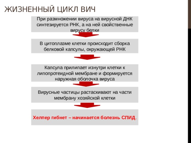 Жизненный цикл ВИЧ При размножении вируса на вирусной ДНК синтезируется РНК, а на ней свойственные вирусу белки В цитоплазме клетки происходит сборка белковой капсулы, окружающей РНК Капсула прилипает изнутри клетки к липопротеидной мембране и формируется наружная оболочка вируса Вирусные частицы растаскивают на части мембрану хозяйской клетки Хелпер гибнет – начинается болезнь СПИД . 
