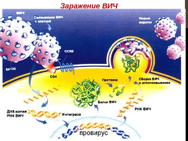Заражение ВИЧ 