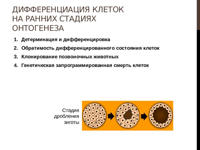 Дифференциация клеток на ранних стадиях онтогенеза Детерминация и дифференцировка Обратимость дифференцированного состояния клеток Клонирование позвоночных животных Генетическая запрограммированная смерть клеток Стадия дробления зиготы 