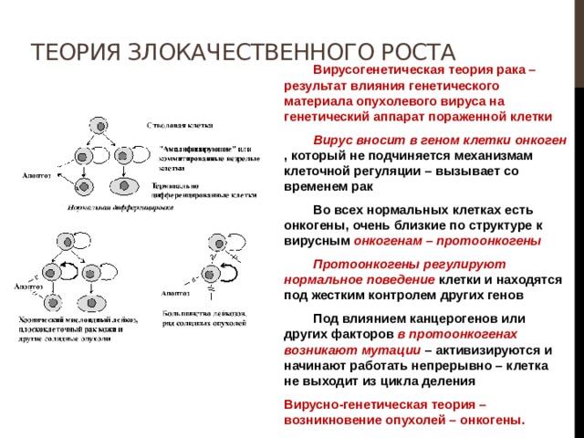 Теория злокачественного роста  Вирусогенетическая теория рака – результат влияния генетического материала опухолевого вируса на генетический аппарат пораженной клетки  Вирус вносит в геном клетки онкоген , который не подчиняется механизмам клеточной регуляции – вызывает со временем рак  Во всех нормальных клетках есть онкогены, очень близкие по структуре к вирусным онкогенам – протоонкогены  Протоонкогены регулируют нормальное поведение клетки и находятся под жестким контролем других генов  Под влиянием канцерогенов или других факторов в протоонкогенах возникают мутации – активизируются и начинают работать непрерывно – клетка не выходит из цикла деления Вирусно-генетическая теория – возникновение опухолей – онкогены. 