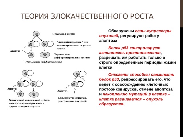 Теория злокачественного роста  Обнаружены гены-супрессоры опухолей , регулируют работу апоптоза  Белок р53 контролирует активность протоонкогенов , разрешать им работать только в строго определенные периоды жизни клетки  Онкогены способны связывать белок р53 , репрессировать его, что ведет к освобождению клеточных протоонковирусов, отмене апоптоза и накоплению мутаций в клетке – клетка развивается – опухоль образуется. 