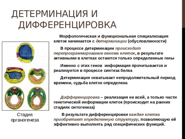 Детерминация и дифференцировка  Морфологическая и функциональная специализация клеток начинается с детерминации (обусловленности)  В процессе детерминации происходит перепрограммирование генома клеток , в результате активными в клетках остаются только определенные гены  Именно с этих генов информация прочитывается и реализуется в процессе синтеза белка  Детерминация охватывает непродолжительный период времени, судьба клеток определена   Дифференцировка – реализация не всей, а только части генетической информации клеток (происходит на ранних стадиях онтогенеза)  В результате дифференцировки каждая клетка приобретает определенную структуру , позволяющую ей эффективно выполнять ряд специфических функций. Стадия органогенеза 