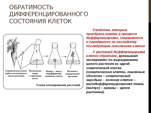 Обратимость дифференцированного состояния клеток  Свойства, которые приобрела клетка в процессе дифференцировки, сохраняются и передаются по наследству последующим поколениям клеток  У растений дифференцировка клеток обратима , доказывает эксперимент по выращиванию целого растения из одной соматической клетки (соматические клетки, лишенные оболочки – соматический зародыш - колония клеток – малодифференцированная ткань (каллус) – органы – целое растение).   