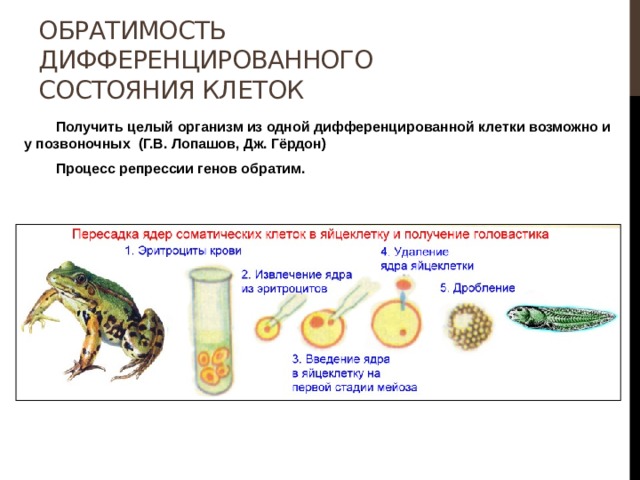 Обратимость дифференцированного состояния клеток  Получить целый организм из одной дифференцированной клетки возможно и у позвоночных (Г.В. Лопашов, Дж. Гёрдон)  Процесс репрессии генов обратим.   