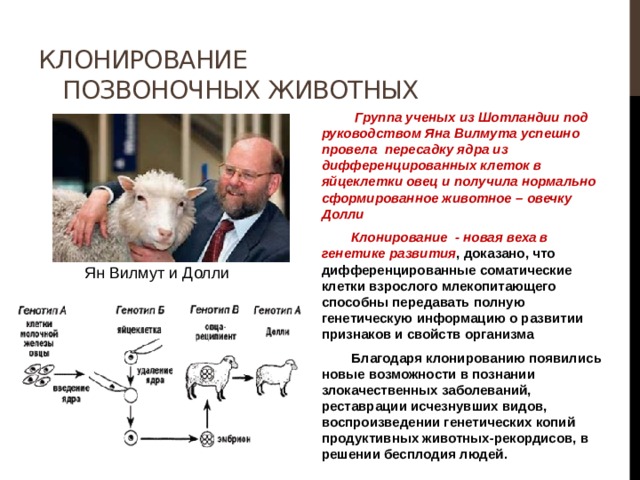 Клонирование позвоночных животных  Группа ученых из Шотландии под руководством Яна Вилмута успешно провела пересадку ядра из дифференцированных клеток в яйцеклетки овец и получила нормально сформированное животное – овечку Долли  Клонирование - новая веха в генетике развития , доказано, что дифференцированные соматические клетки взрослого млекопитающего способны передавать полную генетическую информацию о развитии признаков и свойств организма  Благодаря клонированию появились новые возможности в познании злокачественных заболеваний, реставрации исчезнувших видов, воспроизведении генетических копий продуктивных животных-рекордисов, в решении бесплодия людей.  Ян Вилмут и Долли 