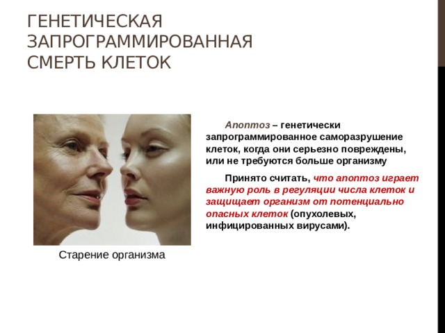 Генетическая запрограммированная смерть клеток  Апоптоз – генетически запрограммированное саморазрушение клеток, когда они серьезно повреждены, или не требуются больше организму  Принято считать, что апоптоз играет важную роль в регуляции числа клеток и защищает организм от потенциально опасных клеток (опухолевых, инфицированных вирусами). Старение организма 