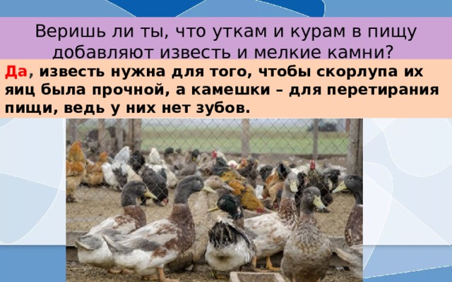 Веришь ли ты, что уткам и курам в пищу добавляют известь и мелкие камни? Да , известь нужна для того, чтобы скорлупа их яиц была прочной, а камешки – для перетирания пищи, ведь у них нет зубов. 