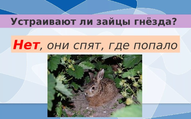 Устраивают ли зайцы гнёзда?   Нет , они спят, где попало 