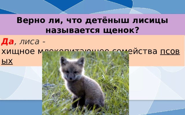 Верно ли, что детёныш лисицы называется щенок? Да , лиса - хищное млекопитающее семейства  псовых 