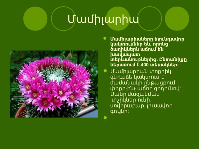    Մամիլարիա    Մամիլարիաները ելունդավոր կակտուսներ են, որոնց ծաղիկներն աճում են խավապատ տերևանութներից: Ընտանիքը ներառում է 400 տեսակներ: Մամիլարիան փոքրիկ գնդաձե կակտուս է` ժամանակի ընթացքում փոքր-ինչ աճող ցողունով: Մանր մազանման  փշիկներ ունի, սովորաբար, լուսավոր գույնի: 
