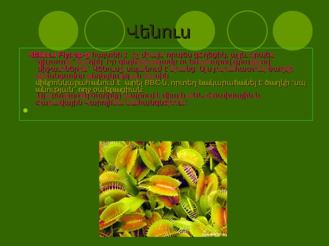    Վենուս    Վենուս Flytrap-ը  հայտնի է  ոչ միայն որպես գեղեցիկ, այլև որպես “գիշատիչ” ծաղիկ: Իր գեղեցկությամբ ու նեկտարով գրավելով  միջատներին` Վենուսը սպանում է նրանց: Այս յուրահատուկ ծաղկի վտանգավոր գեղեցկության մասին   միկրոնկարահանում է  արել BBC-ն, որտեղ նակարահանել է ծաղկի “սպանության” ողջ օպերացիան:  Այս բացառիկ ծաղիկը ապրում է միայն ԱՄՆ Հյուսիսային և Հարավային Կարոլինա նահանգներում: 