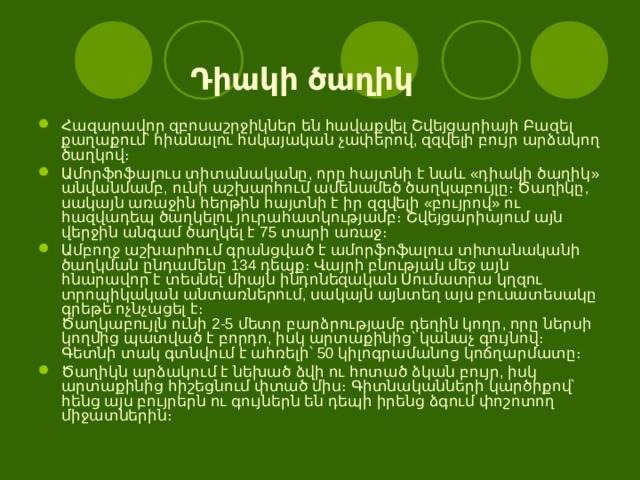    Դ իակի ծաղիկ Հազարավոր զբոսաշրջիկներ են հավաքվել Շվեյցարիայի Բազել քաղաքում՝ հիանալու հսկայական չափերով, զզվելի բույր արձակող ծաղկով։ Ամորֆոֆալուս տիտանականը, որը հայտնի է նաև «դիակի ծաղիկ» անվանմամբ, ունի աշխարհում ամենամեծ ծաղկաբույլը։ Ծաղիկը, սակայն առաջին հերթին հայտնի է իր զզվելի «բույրով» ու հազվադեպ ծաղկելու յուրահատկությամբ։ Շվեյցարիայում այն վերջին անգամ ծաղկել է 75 տարի առաջ։ Ամբողջ աշխարհում գրանցված է ամորֆոֆալուս տիտանականի ծաղկման ընդամենը 134 դեպք։ Վայրի բնության մեջ այն հնարավոր է տեսնել միայն ինդոնեզական Սումատրա կղզու տրոպիկական անտառներում, սակայն այնտեղ այս բուսատեսակը գրեթե ոչնչացել է։   Ծաղկաբույլն ունի 2-5 մետր բարձրությամբ դեղին կողր, որը ներսի կողմից պատված է բորդո, իսկ արտաքինից՝ կանաչ գույնով։ Գետնի տակ գտնվում է ահռելի՝ 50 կիլոգրամանոց կոճղարմատը։ Ծաղիկն արձակում է նեխած ձվի ու հոտած ձկան բույր, իսկ արտաքինից հիշեցնում փտած միս։ Գիտնականների կարծիքով՝ հենց այս բույրերն ու գույներն են դեպի իրենց ձգում փոշոտող միջատներին։ 