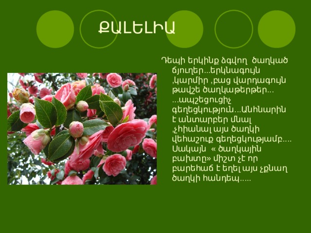 ՔԱԼԵԼԻԱ Դեպի երկինք ձգվող   ծաղկած ճյուղեր ... երկնագույն , կարմիր , բաց վարդագույն թավշե ծաղկաթերթեր ...  ... ապշեցուցիչ գեղեցկություն ... Անհնարին է անտարբեր մնալ , չհիանալ այս ծաղկի վեհաշուք գեղեցկությամբ ....  Սակայն  « ծաղկային բախտը » միշտ չէ որ բարեհաճ է եղել այս չքնաղ ծաղկի հանդեպ .....     
