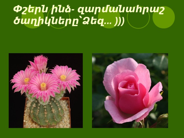 Փշերն ինձ- զարմանահրաշ ծաղիկները՝Ձեզ... )))   