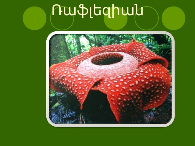 Ռաֆլեզիան   