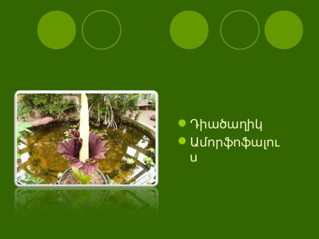 Դիածաղիկ Ամորֆոֆալուս  