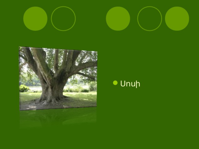 Սոսի  