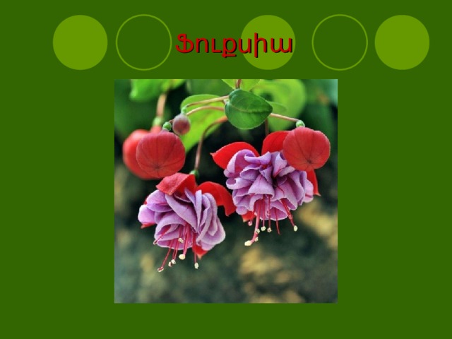  Ֆուքսիա 