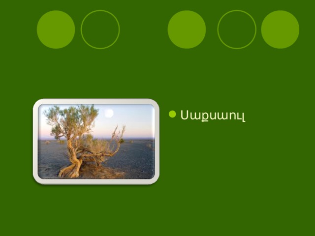 Սաքսաուլ 