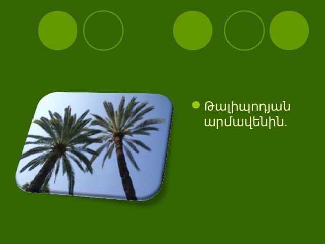 Թալիպոդյան արմավենին. 