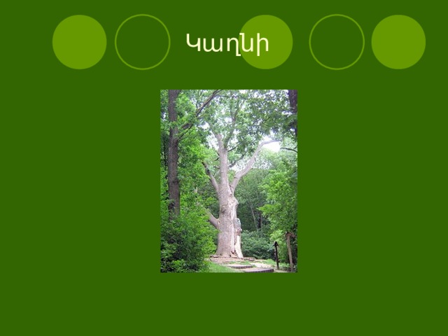  Կաղնի 