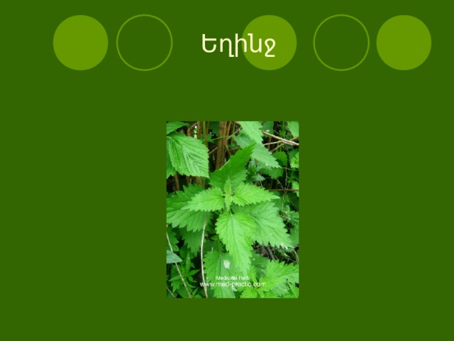  Եղինջ 