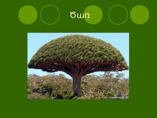  Ծառ  