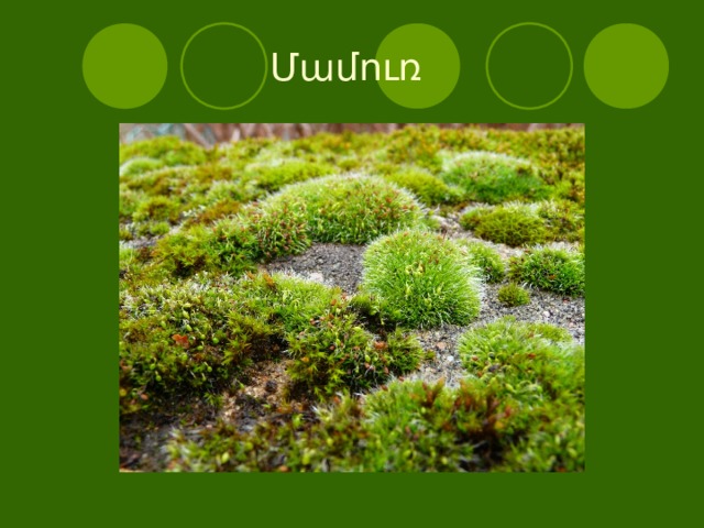  Մամուռ 