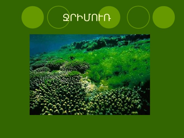  ՋՐԻՄՈՒՌ 