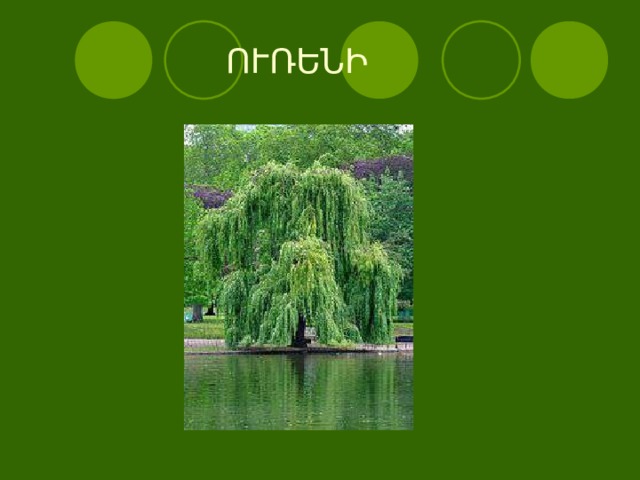  ՈՒՌԵՆԻ 
