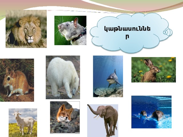 կաթնասուններ