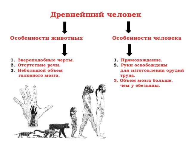 Древнейший человек Особенности животных Особенности человека Звероподобные черты. Отсутствие речи. Небольшой объем Прямохождение. Руки освобождены  головного мозга.  для изготовления орудий  труда. 3. Объем мозга больше,  чем у обезьяны. 